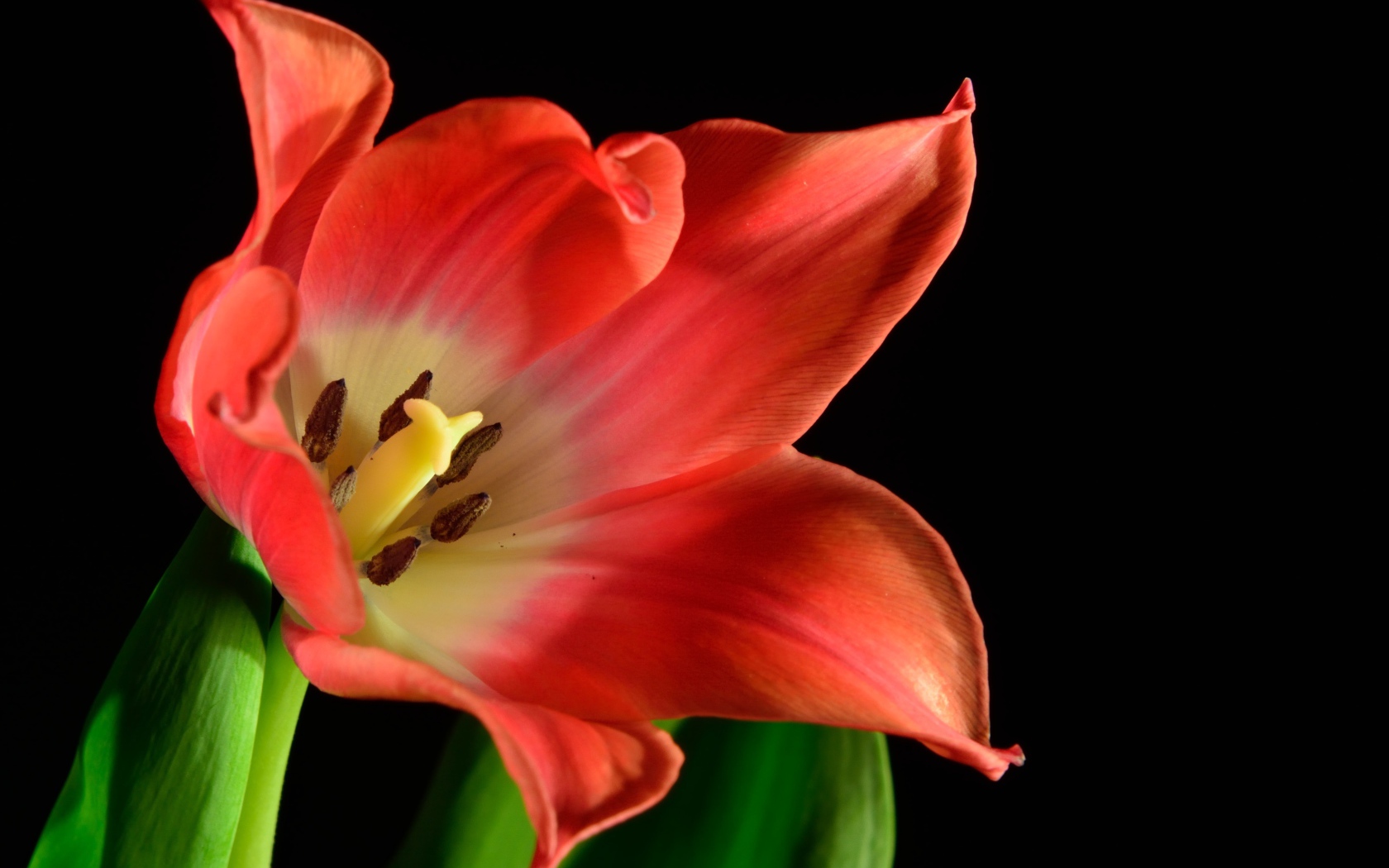 Красный тюльпан с зелеными листьями на черном фоне