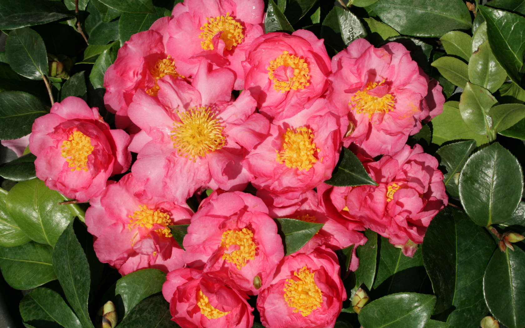 Мелкие розовые цветы камелии крупным планом