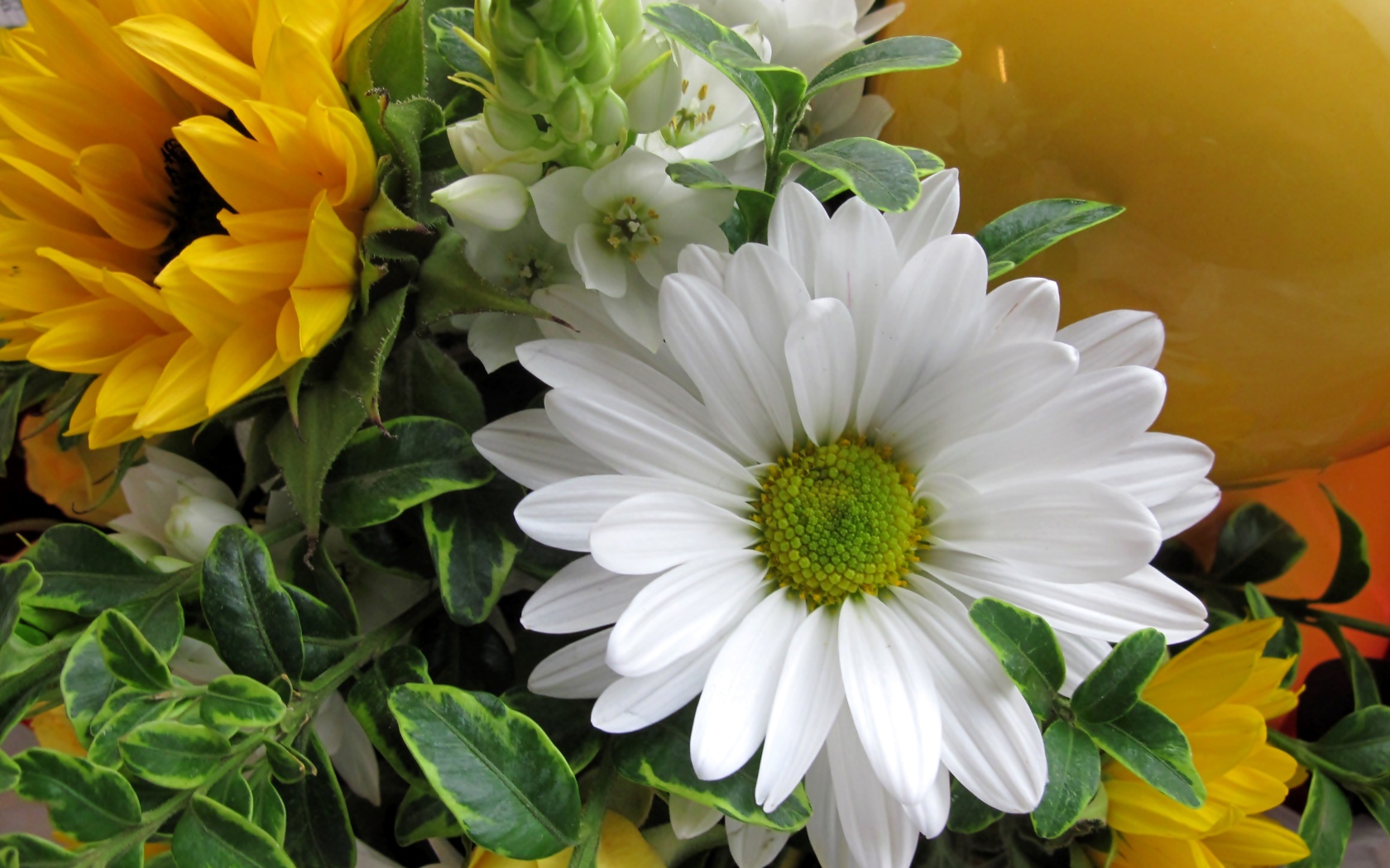 Цветы подсолнуха с белыми цветами хризантемы 