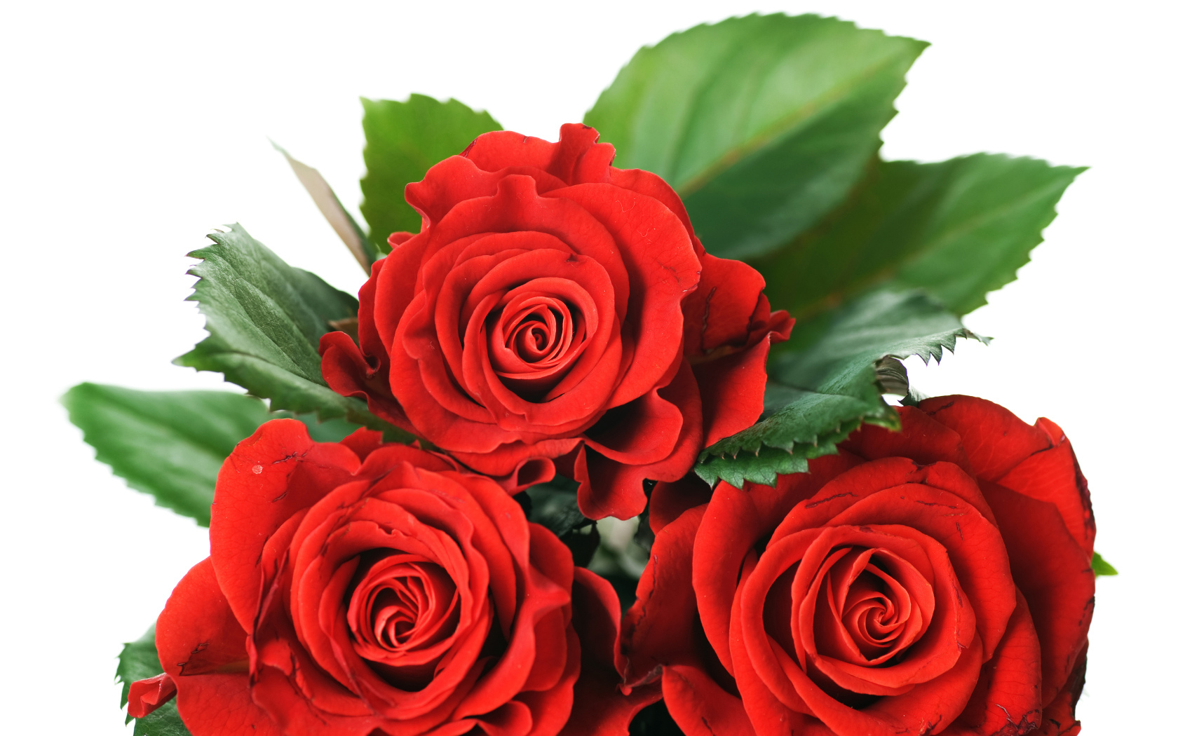 Три красивые красные розы на белом фоне с зелеными листьями