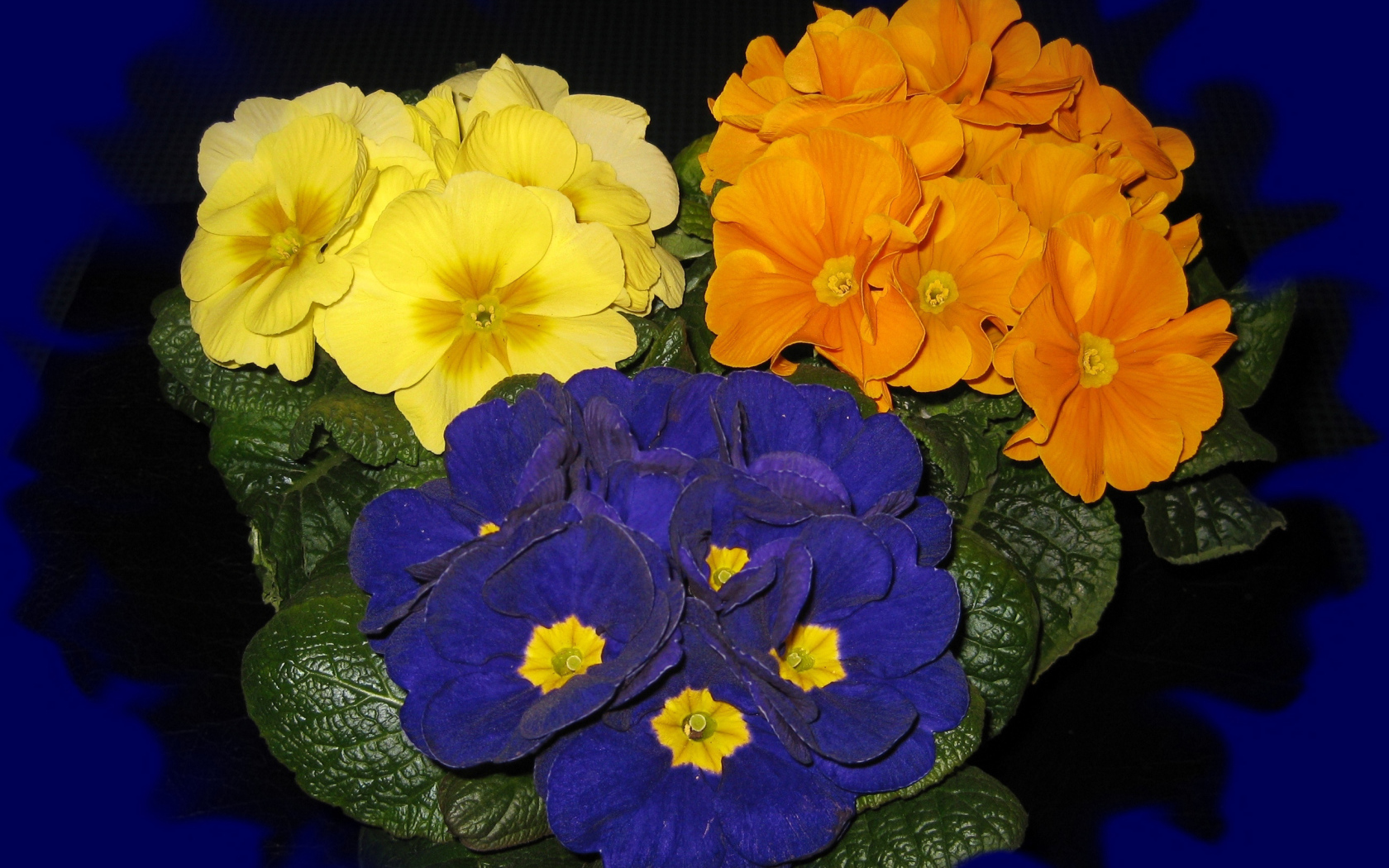 Три разноцветных комнатных цветка примула на синем фоне