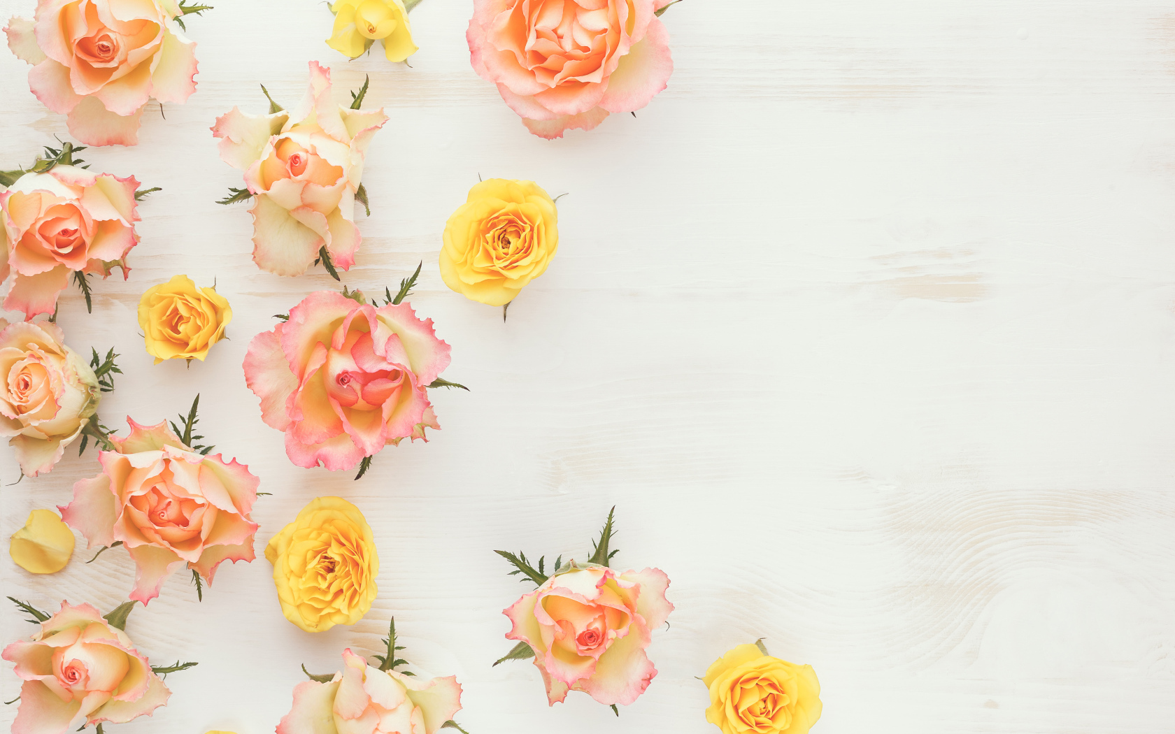 Сорванные цветы розовой и желтой розы на столе 