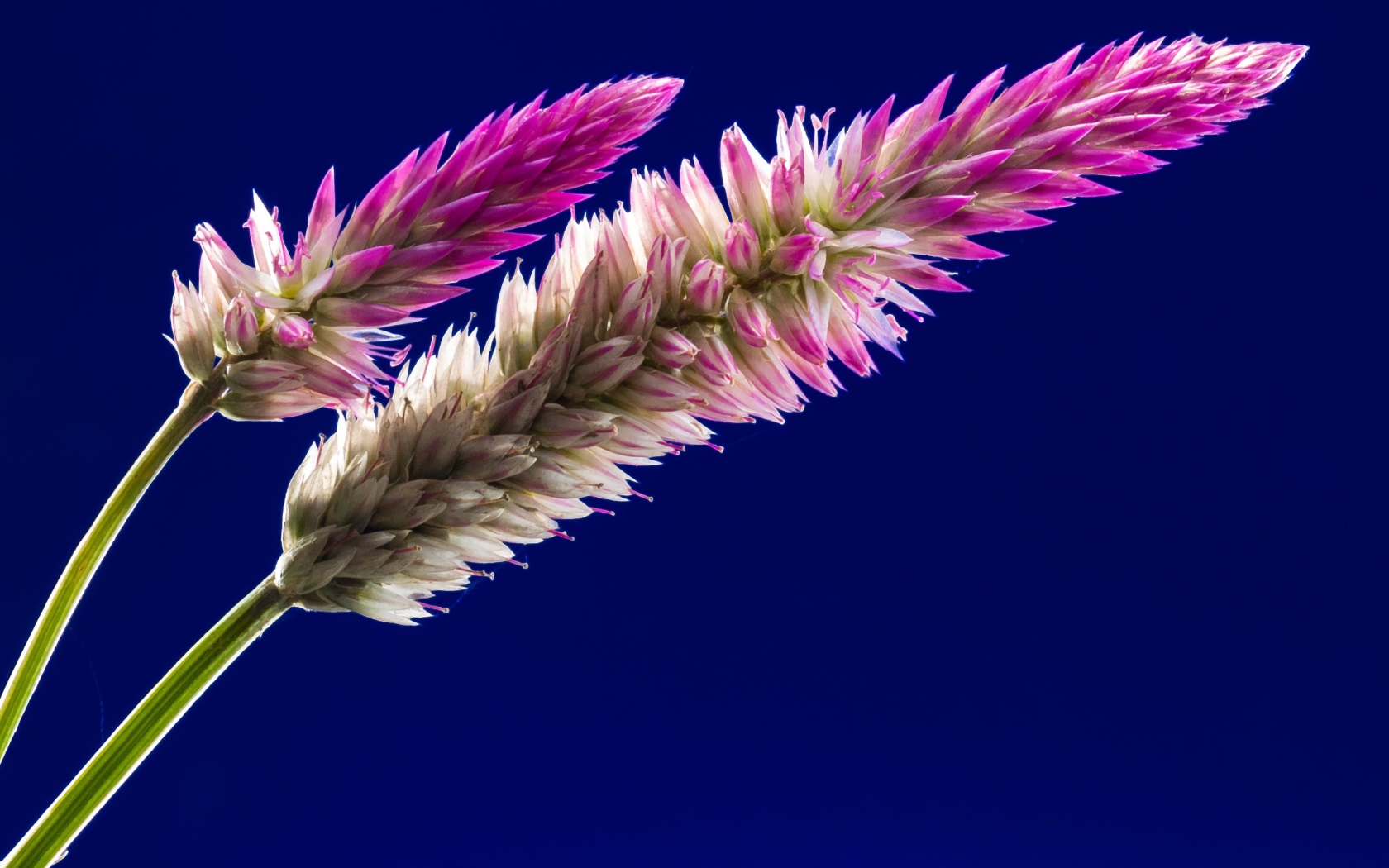 Два колоска на синем фоне