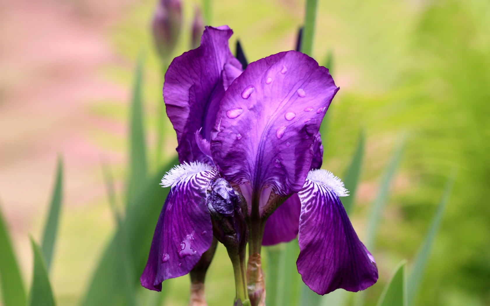 Фиолетовый цветок ириса в каплях дождя крупным планом