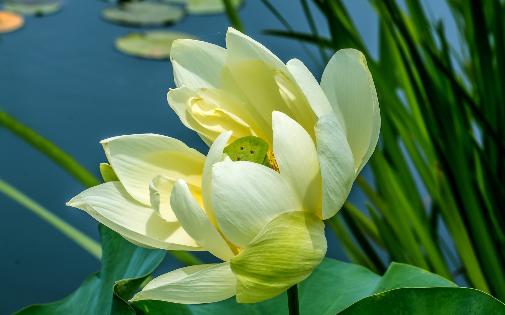 Белый цветок водяной лилии с зелеными листьями в пруду
