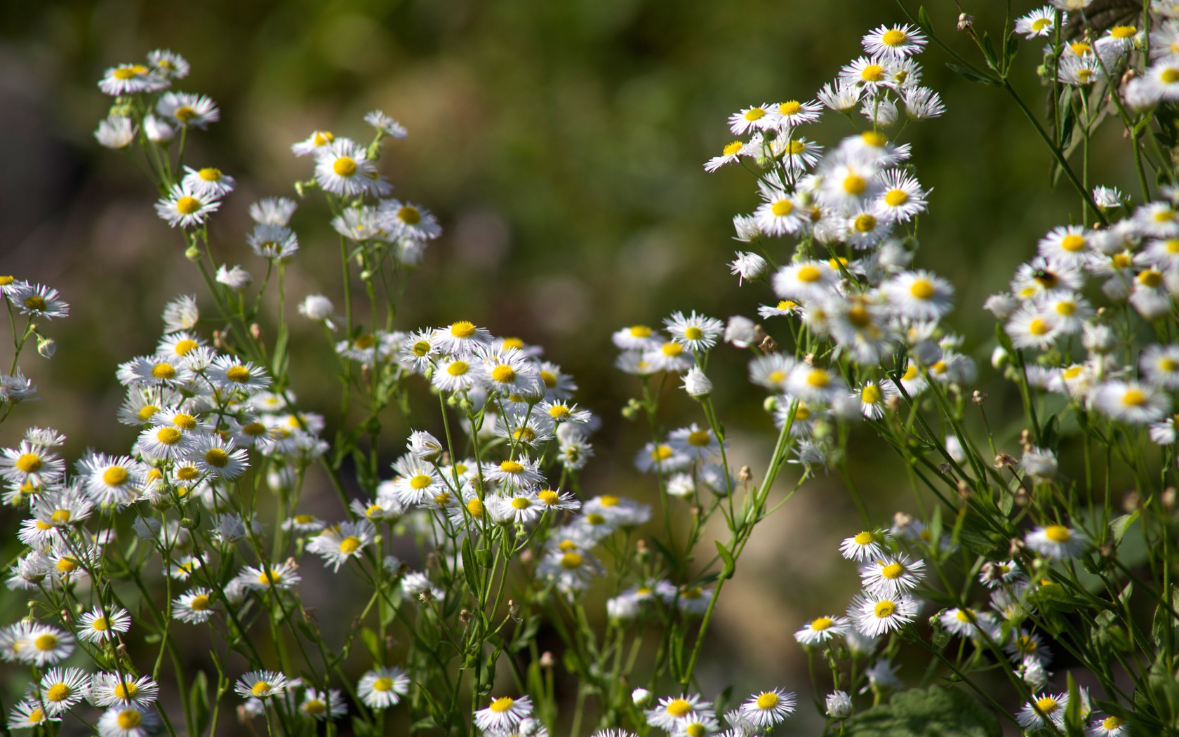 Белые мелкие ромашки крупным планом