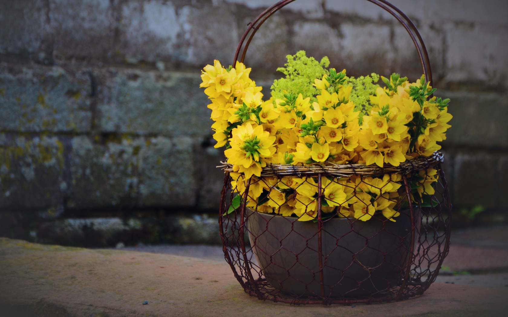 Желтые цветы вербейник в железной корзине