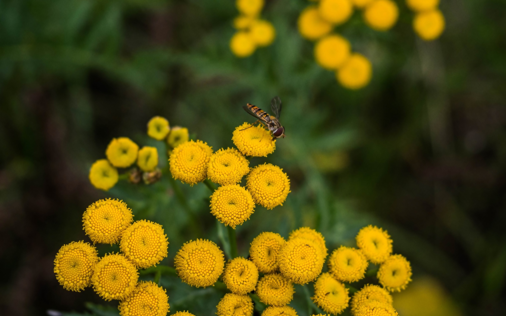 Желтые цветы пижмы крупным планом
