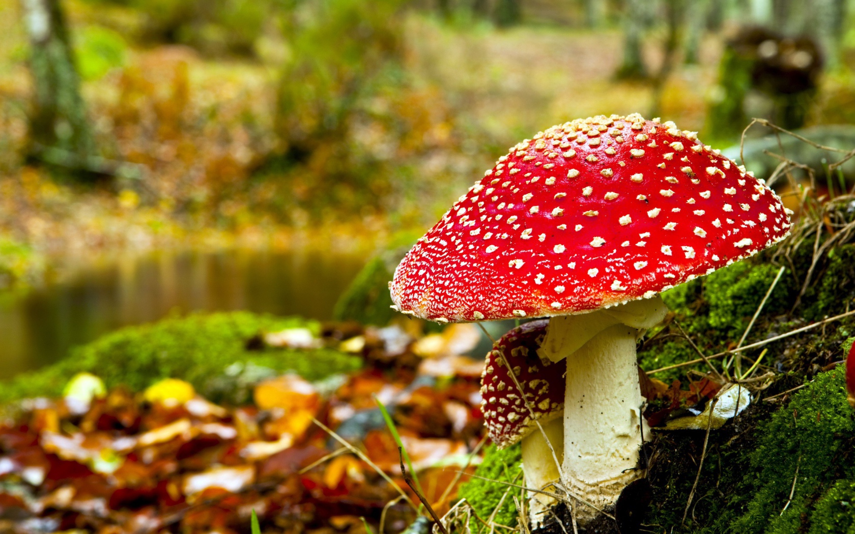 Красные мухоморы в лесу 