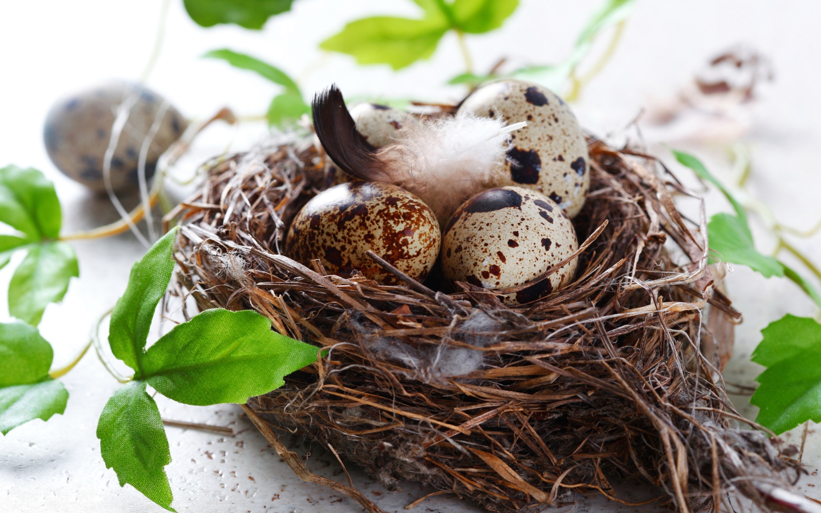 Гнездо с яйцами и зелеными листьями
