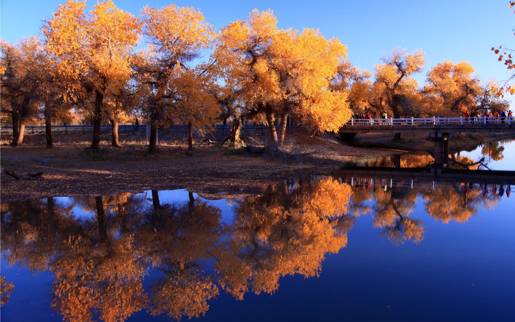 Покрытые желтыми листьями деревья отражаются в воде осенью