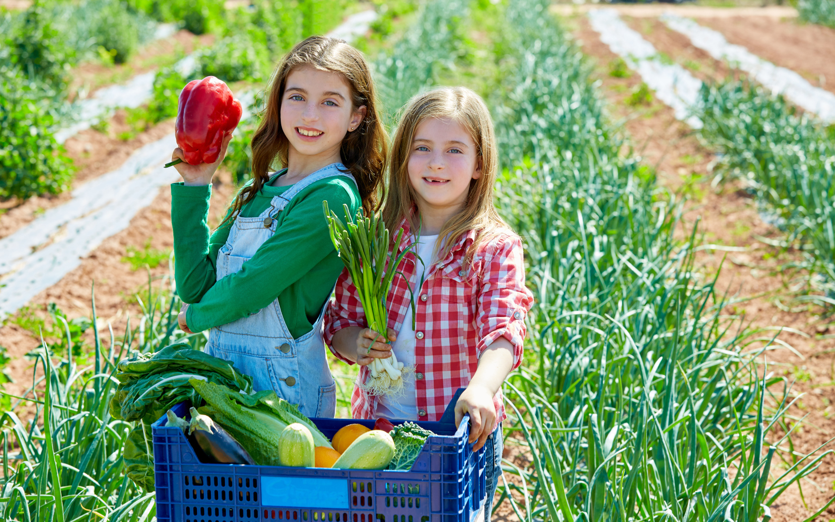 Две маленькие девочки собирают овощи на огороде