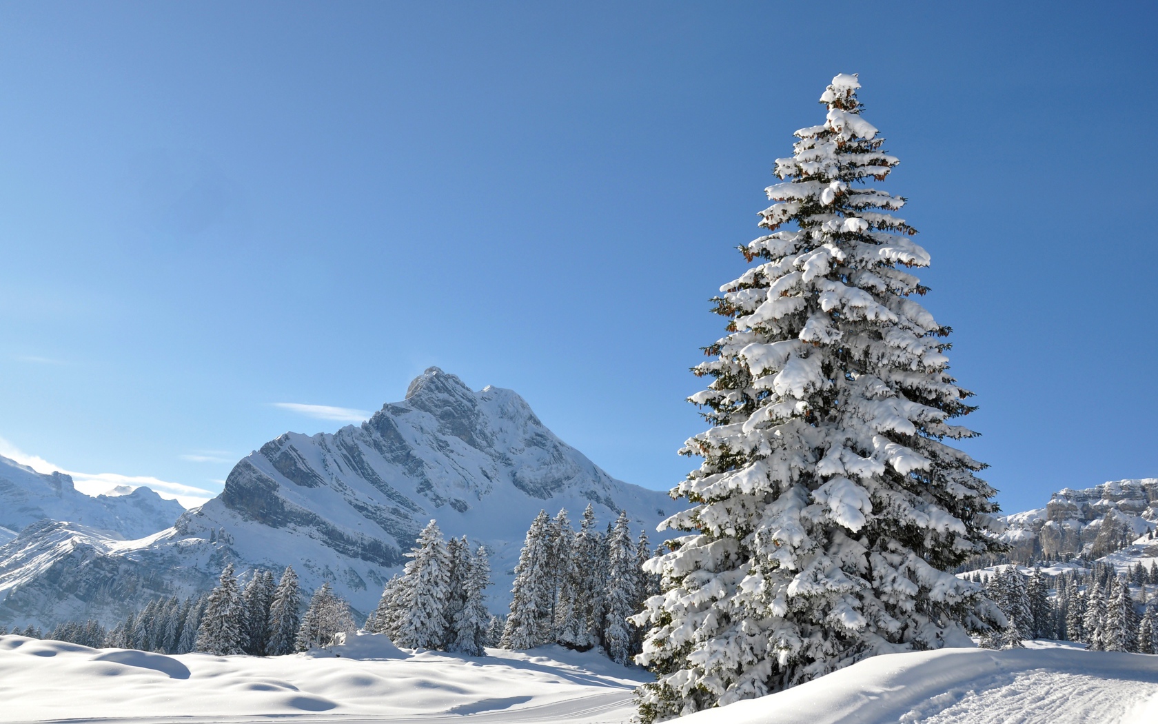 Высока покрытая снегом ель под голубым небом на фоне горы