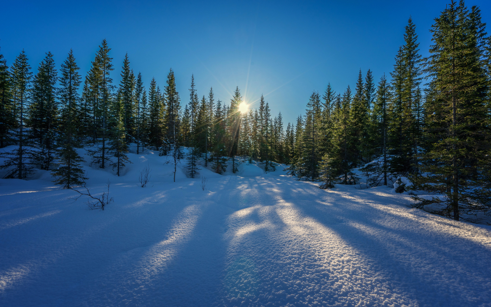 The sun breaks through the green spruces in the forest in winter