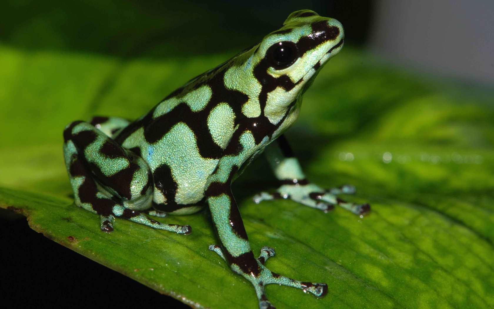 Черно зеленая ядовитая лягушка сидит на зеленом листе