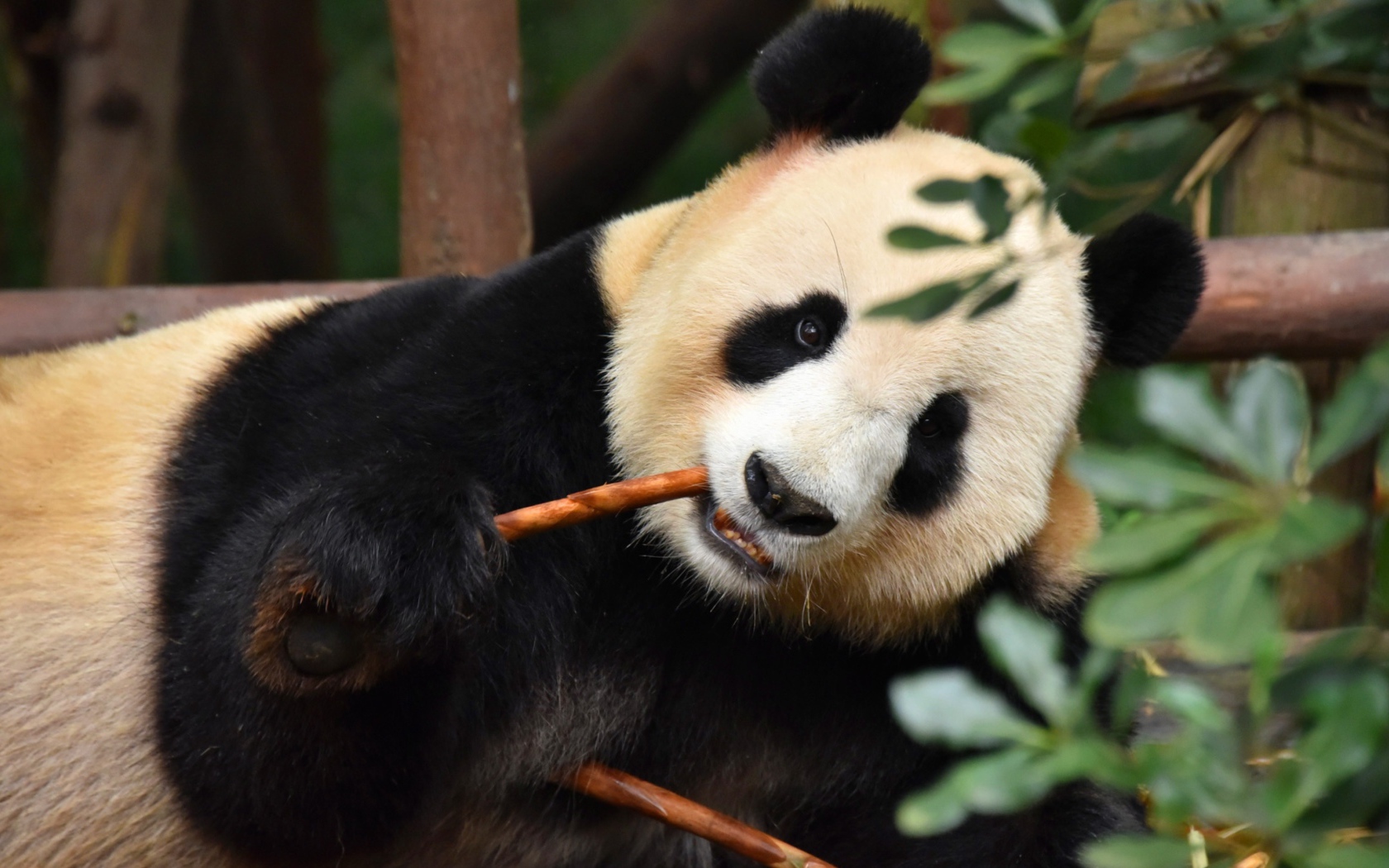 Большая панда в зоопарке грызет ветку