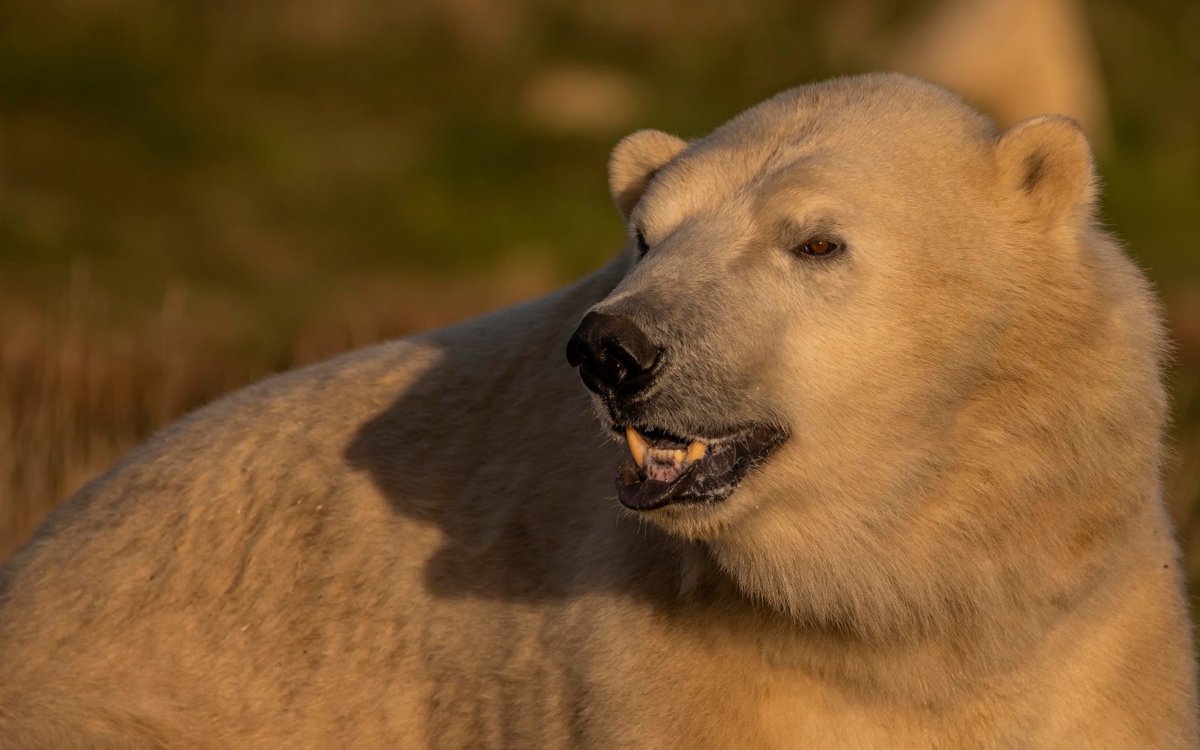 Большой белый медведь с острыми клыками