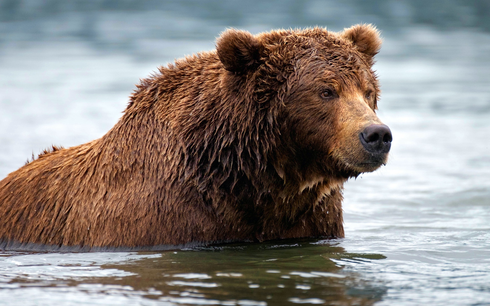 Большой мокрый бурый медведь в воде