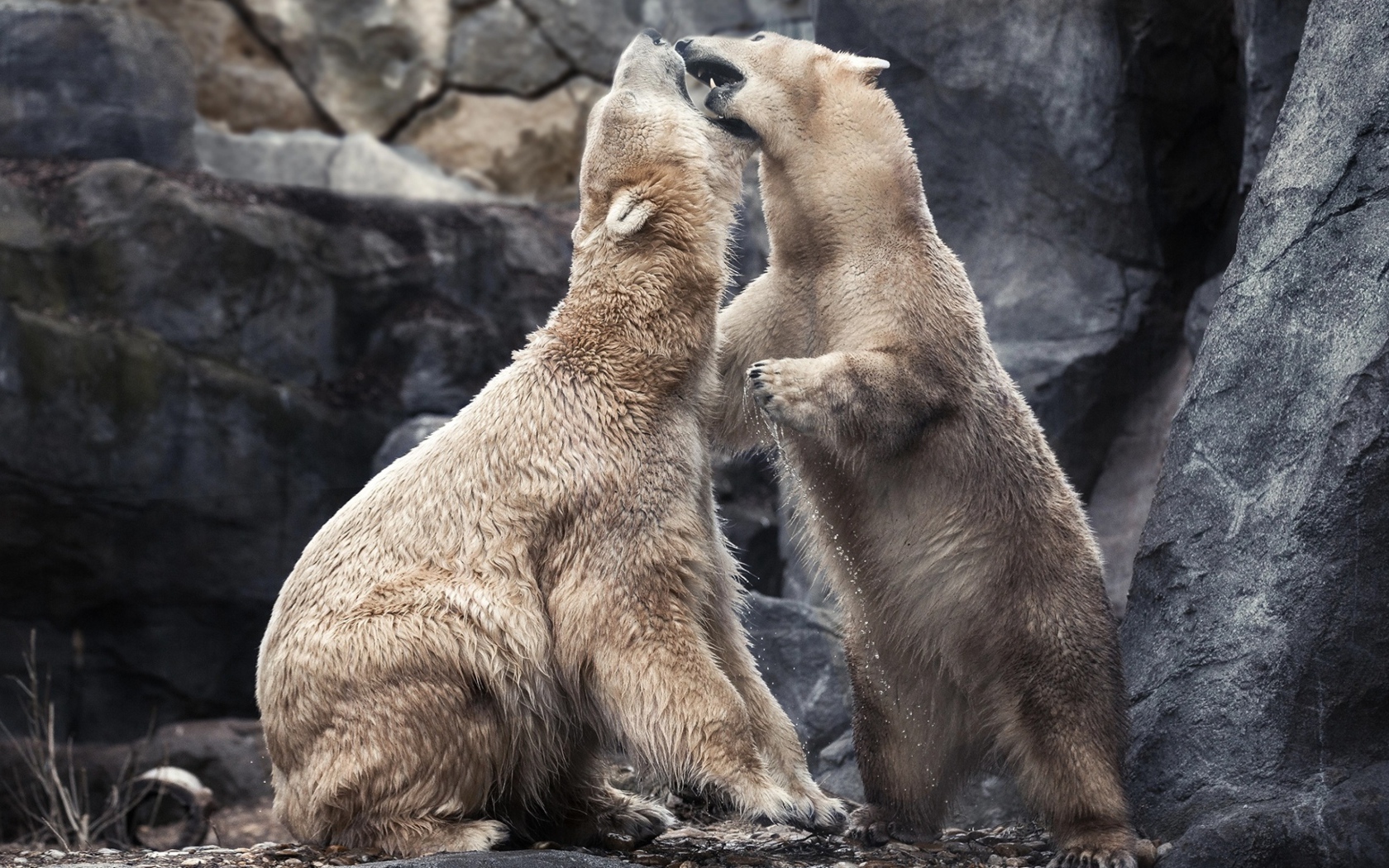 Два больших белых медведя дерутся