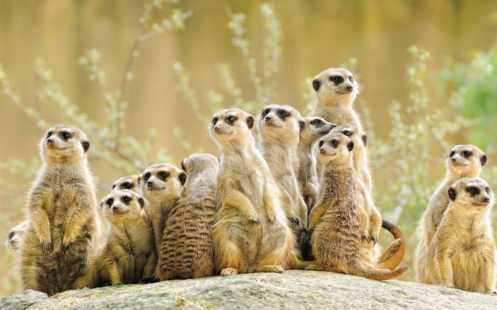 Много сурикатов сидит на камне