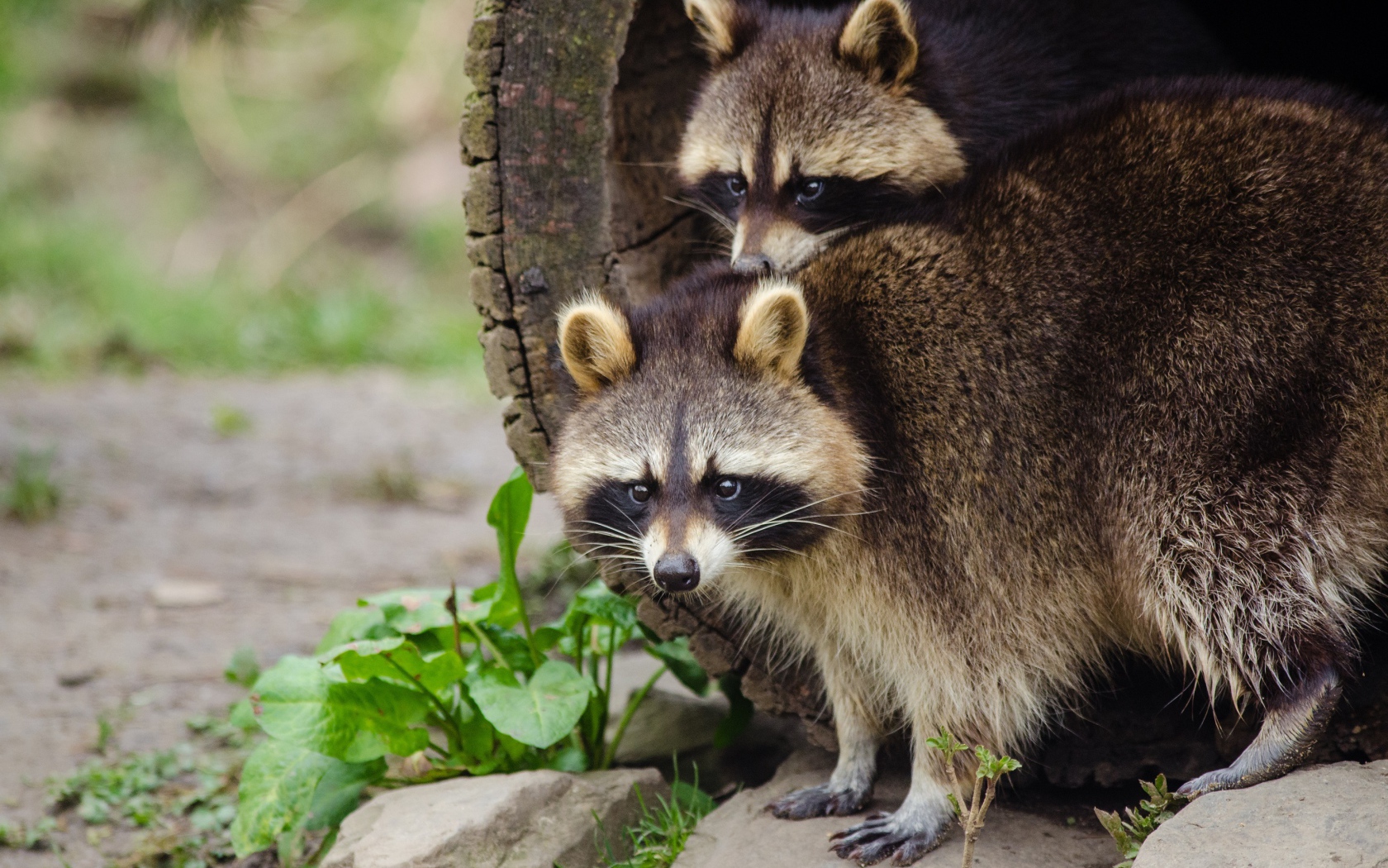 Два забавных енота вылазят из дерева 