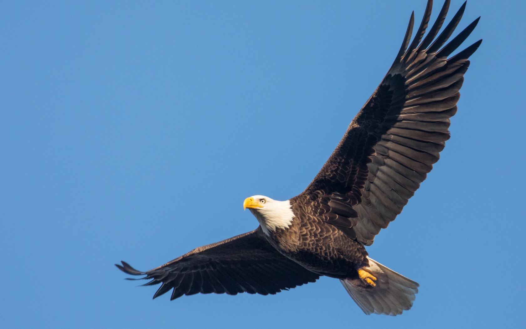 Белоголовый орлан в голубом небе