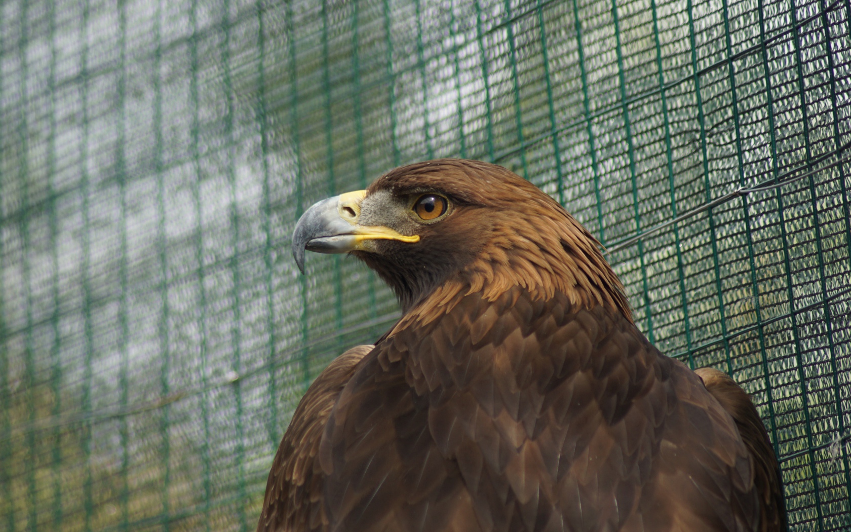 Большой орел с острым клювом в клетке