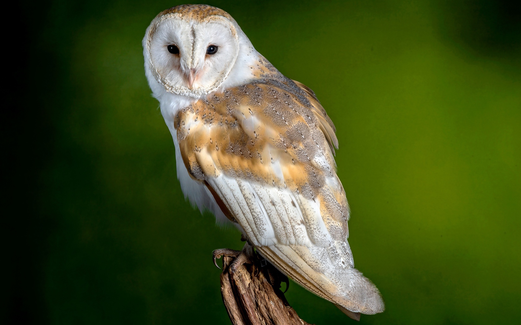 Big owl sits on a tree on a green background