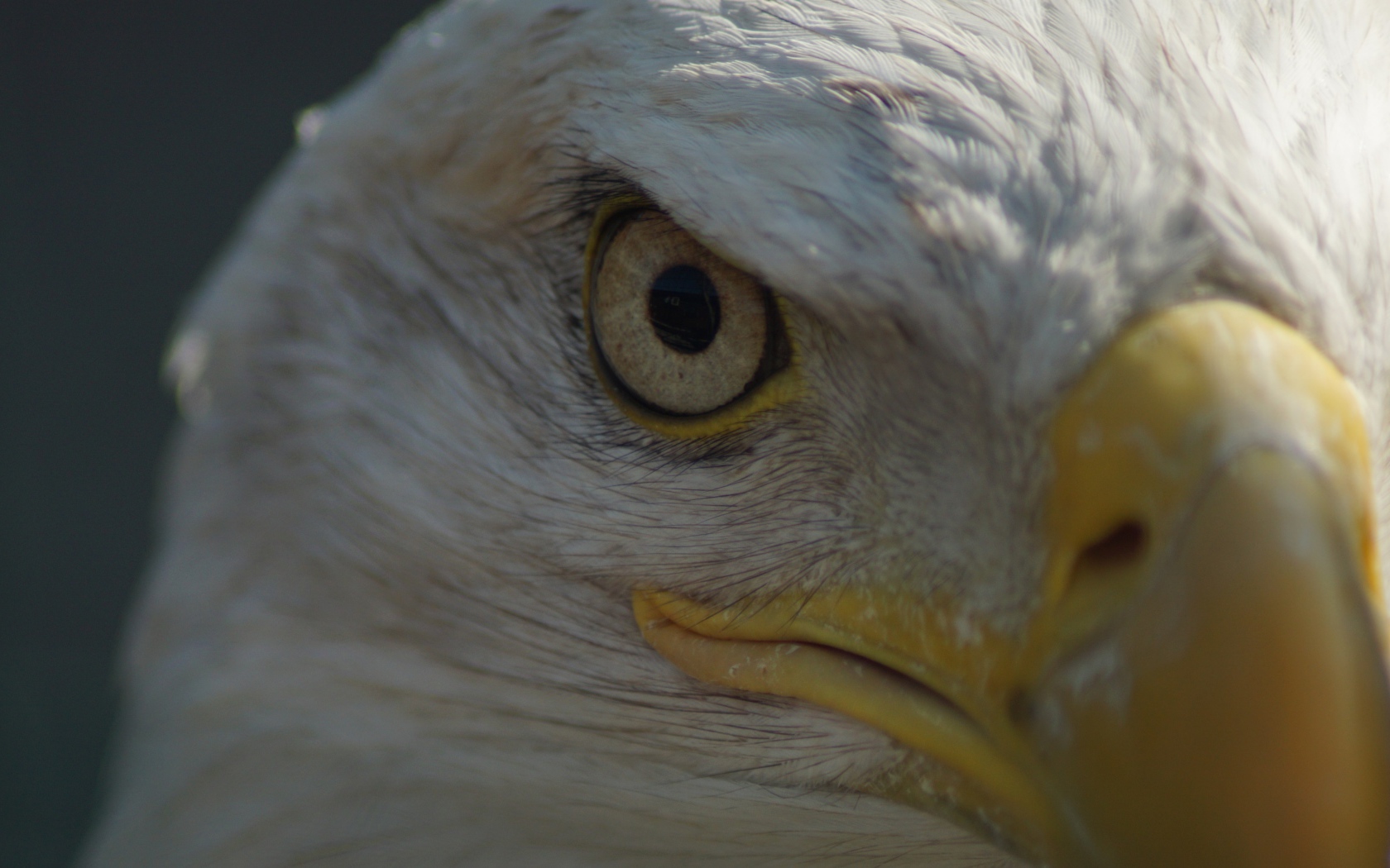 Глаз белоголового орлана крупным планом