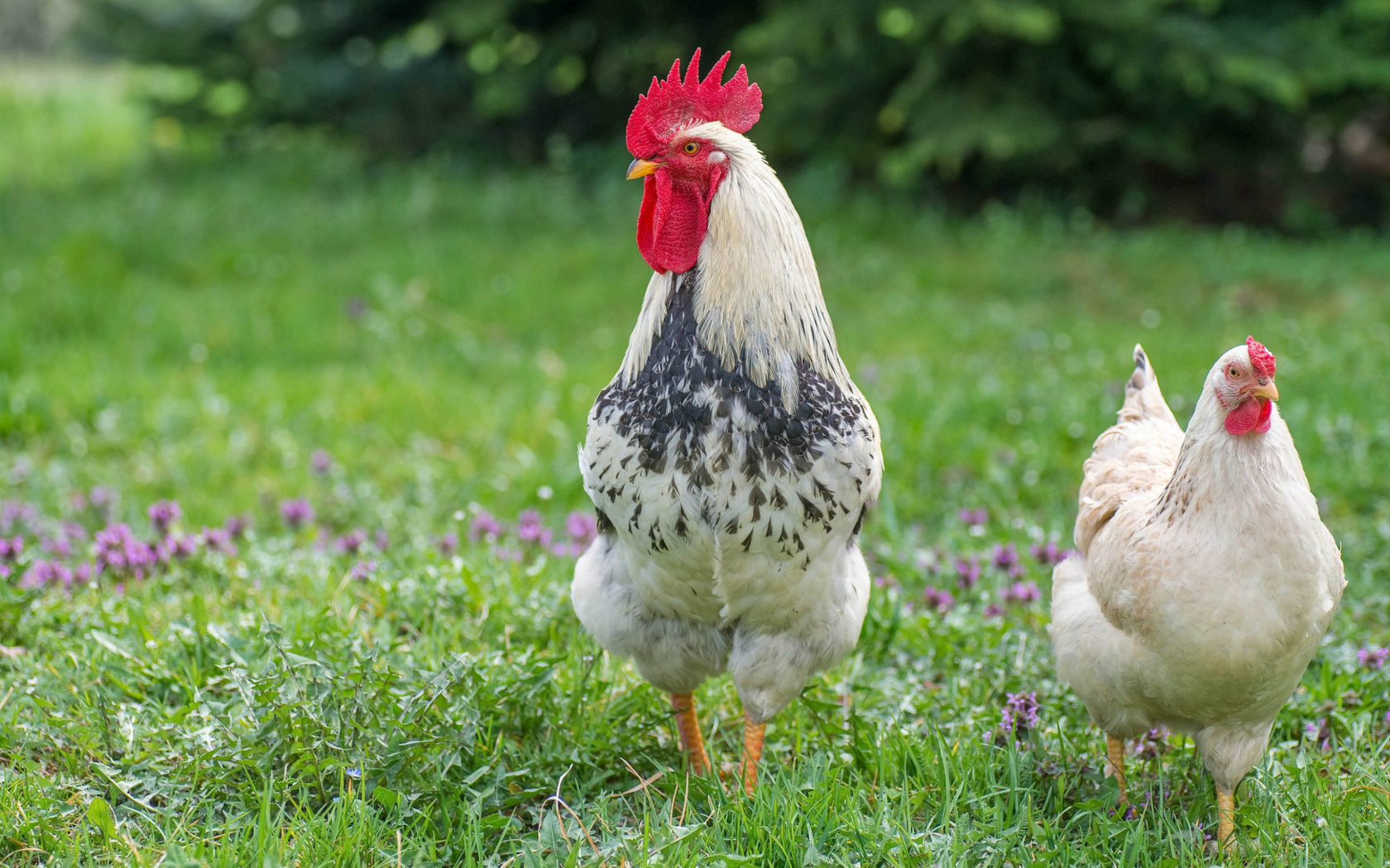 Домашний петух и курица на зеленой траве