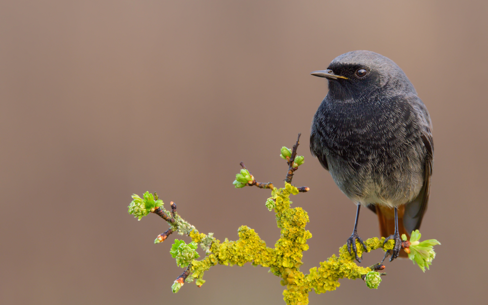 Маленькая птица сидит на ветке