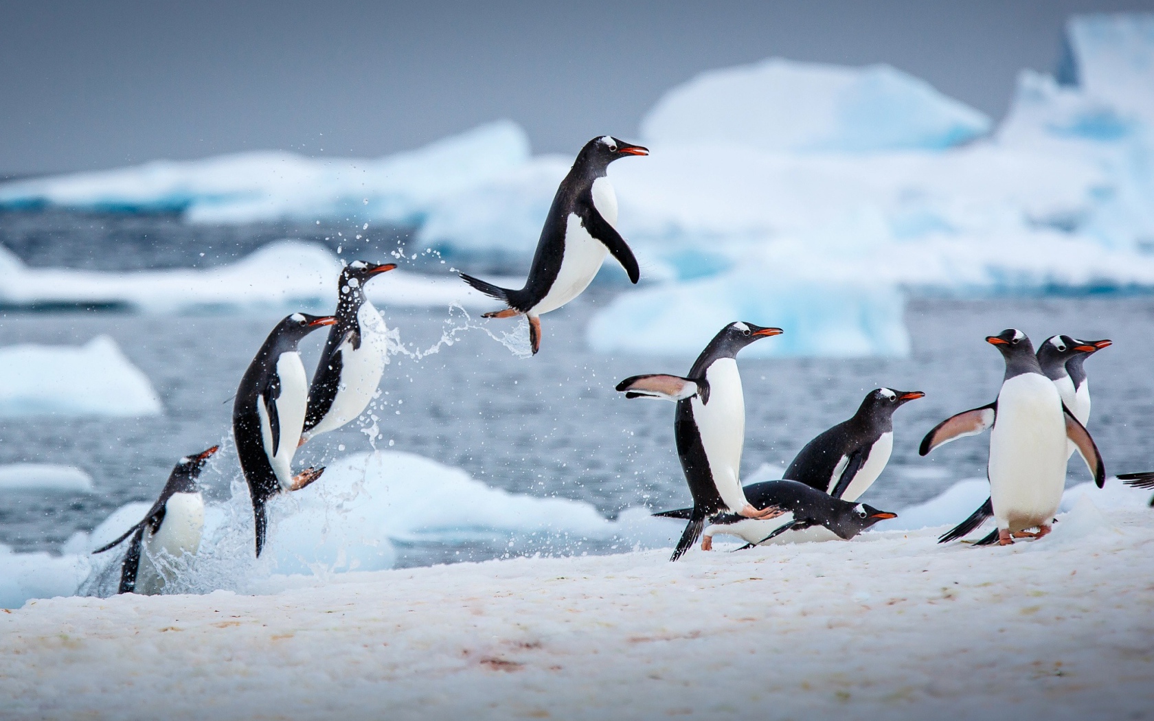 Пингвины выпрыгивают из воды на снег 