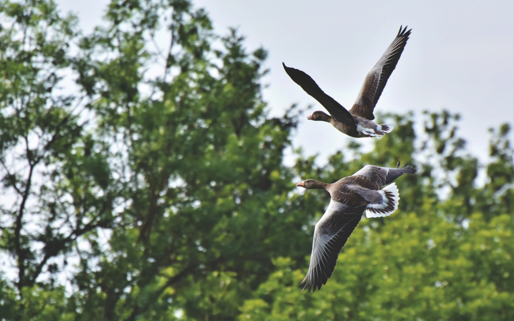 Два серых диких гуся пролетают у дерева