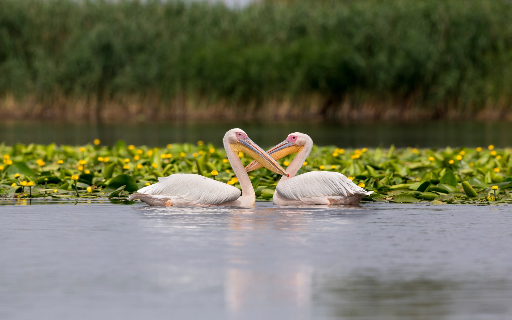 Два больших пеликана в воде с желтыми лилиями