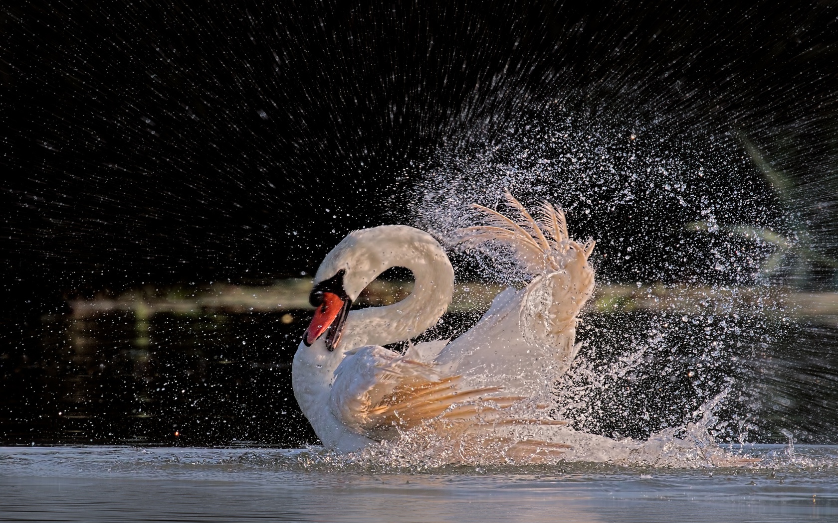 Белый лебедь бьет крыльями в воде 