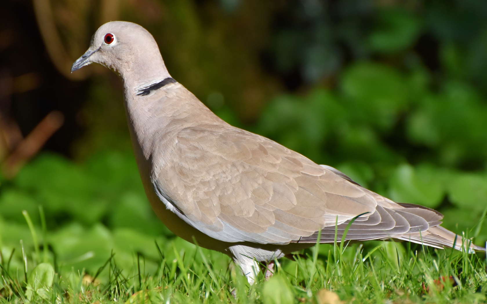Дикая горлица на зеленой траве