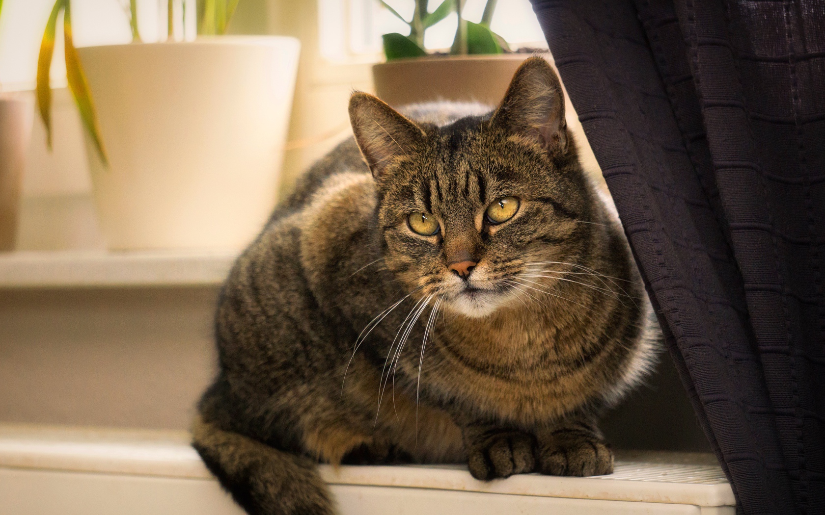 Красивый серый кот сидит на батарее у окна 