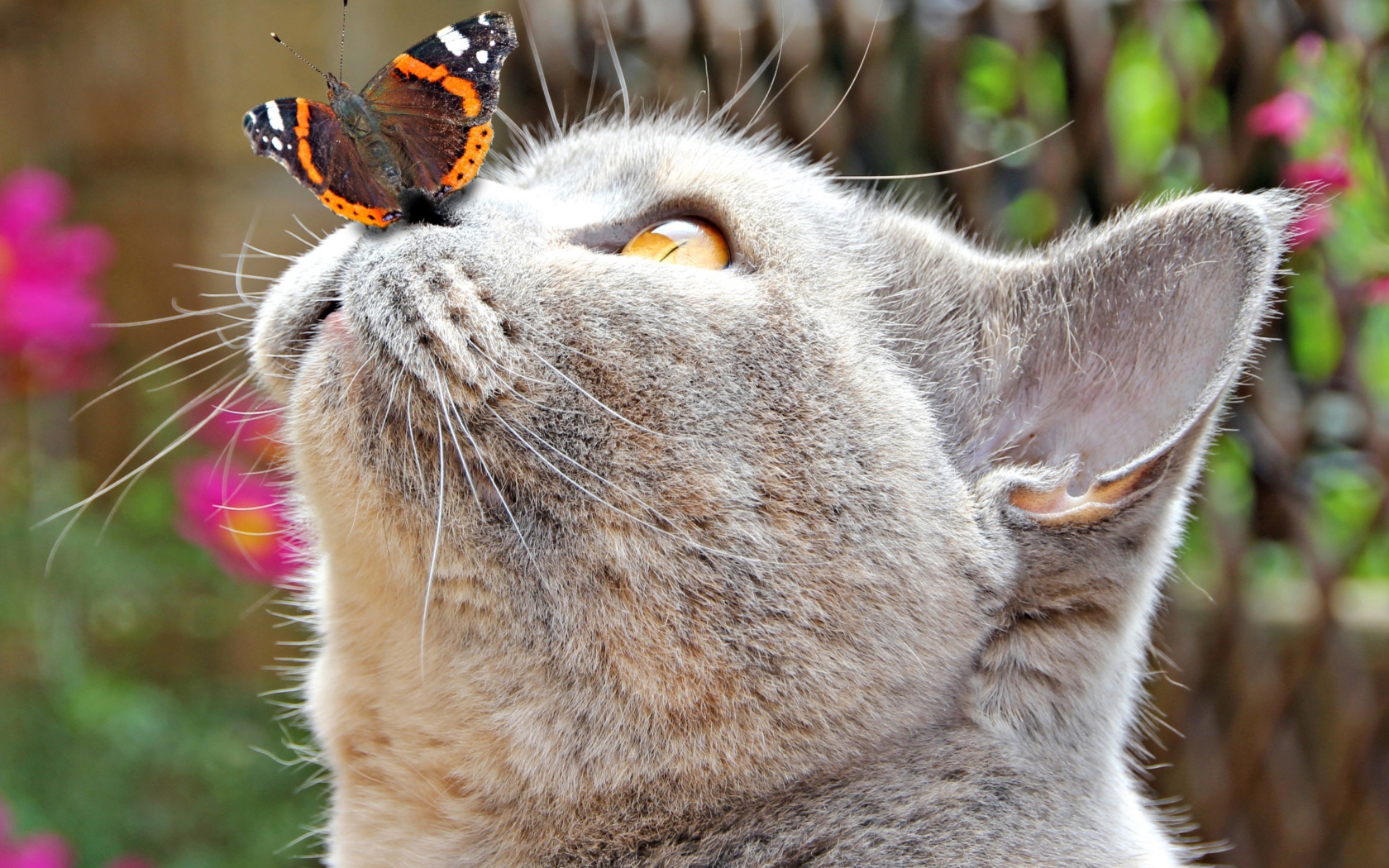 Бабочка сидит на носу у серого кота