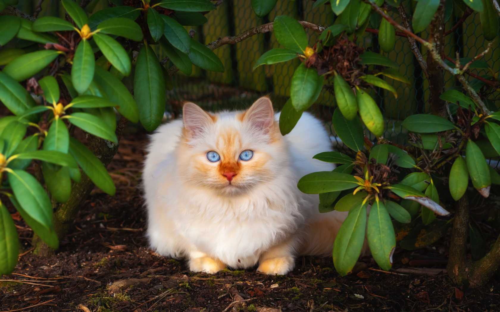 Красивый бежевый кот с голубыми глазами сидит в зеленых листьях