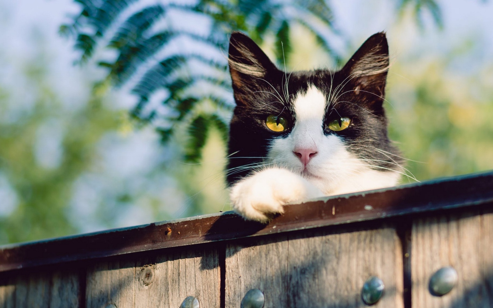 Beautiful black and white cat with yellow eyes on the fence.