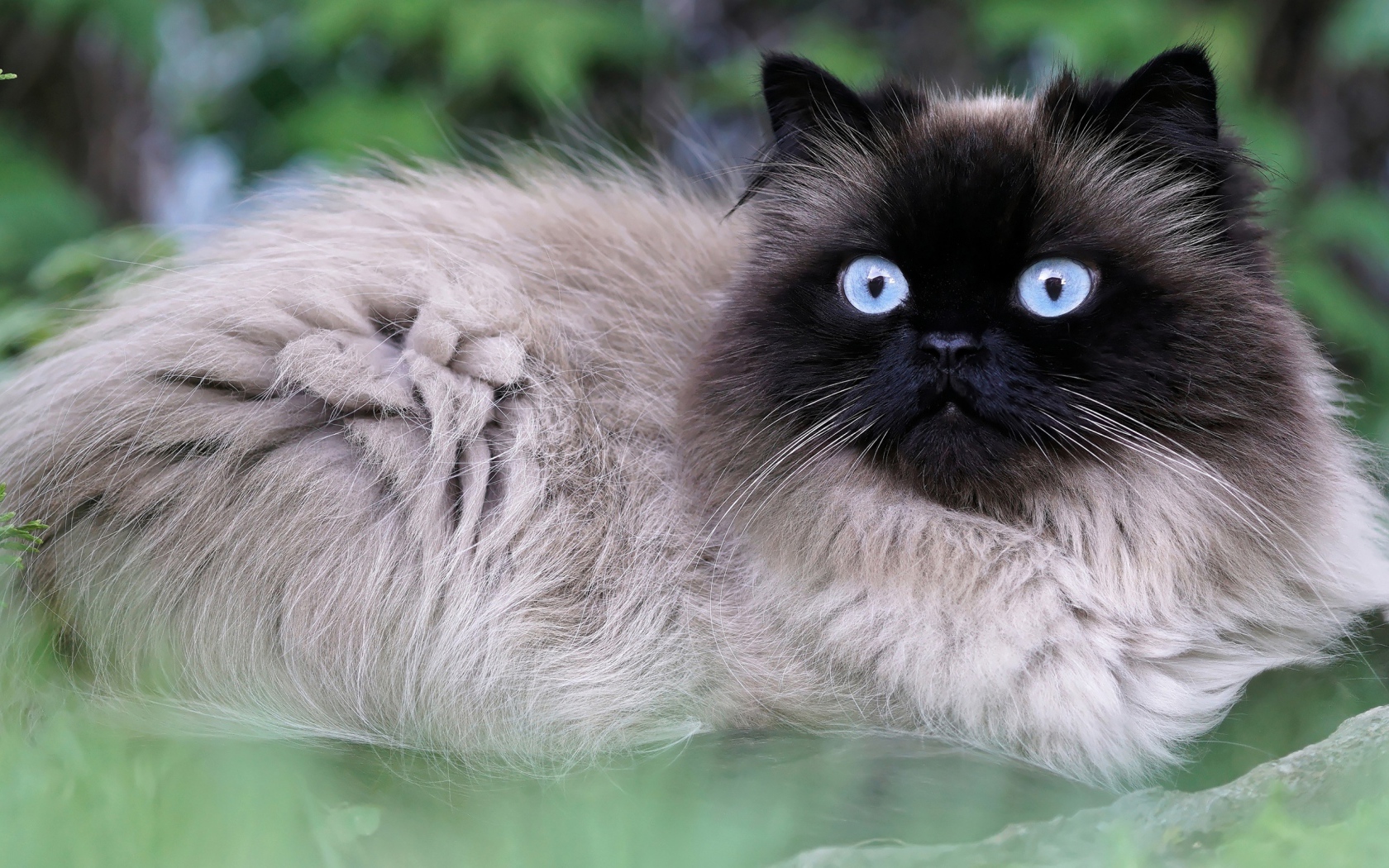 Красивый голубоглазый породистый сиамский кот 