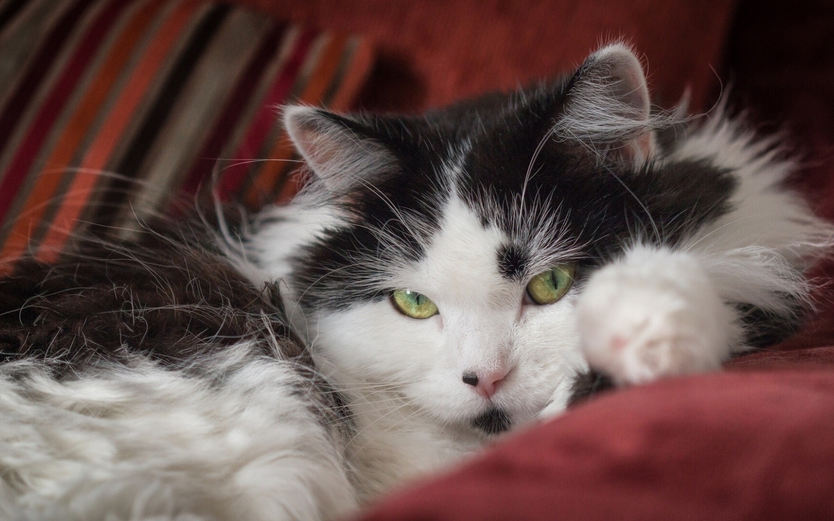 Красивый пушистый черно белый кот лежит на диване