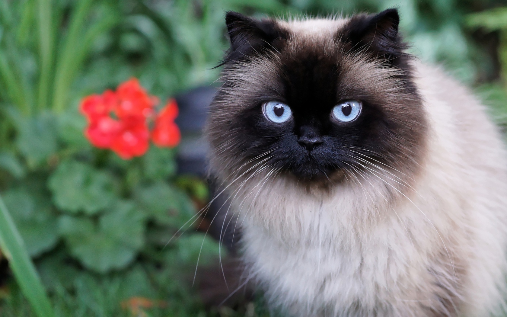 Красивый пушистый голубоглазый кот 