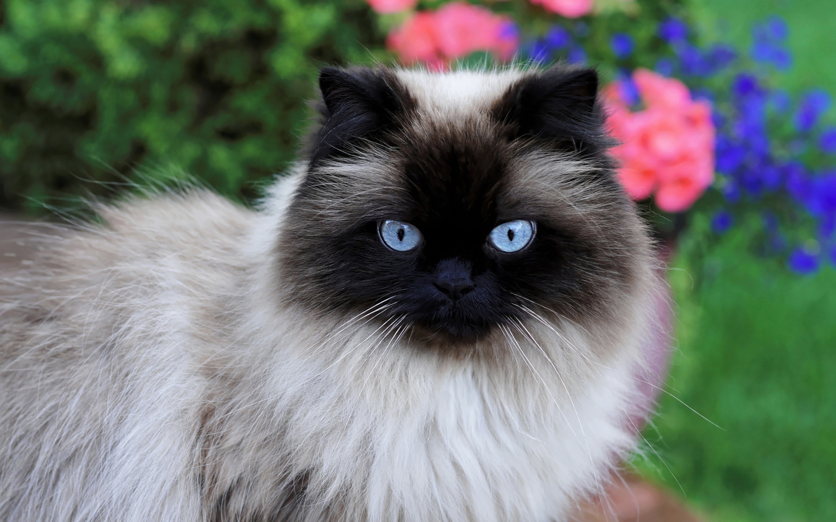 Beautiful purebred Siamese cat with blue eyes