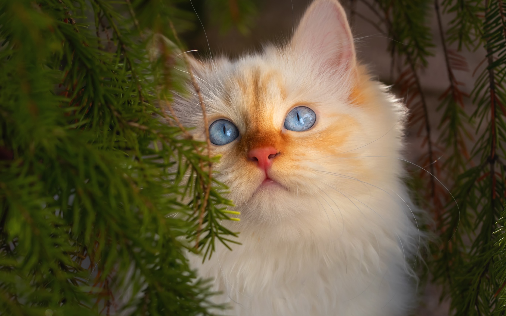 Красивый породистый голубоглазый рыжий кот в зеленых ветках ели