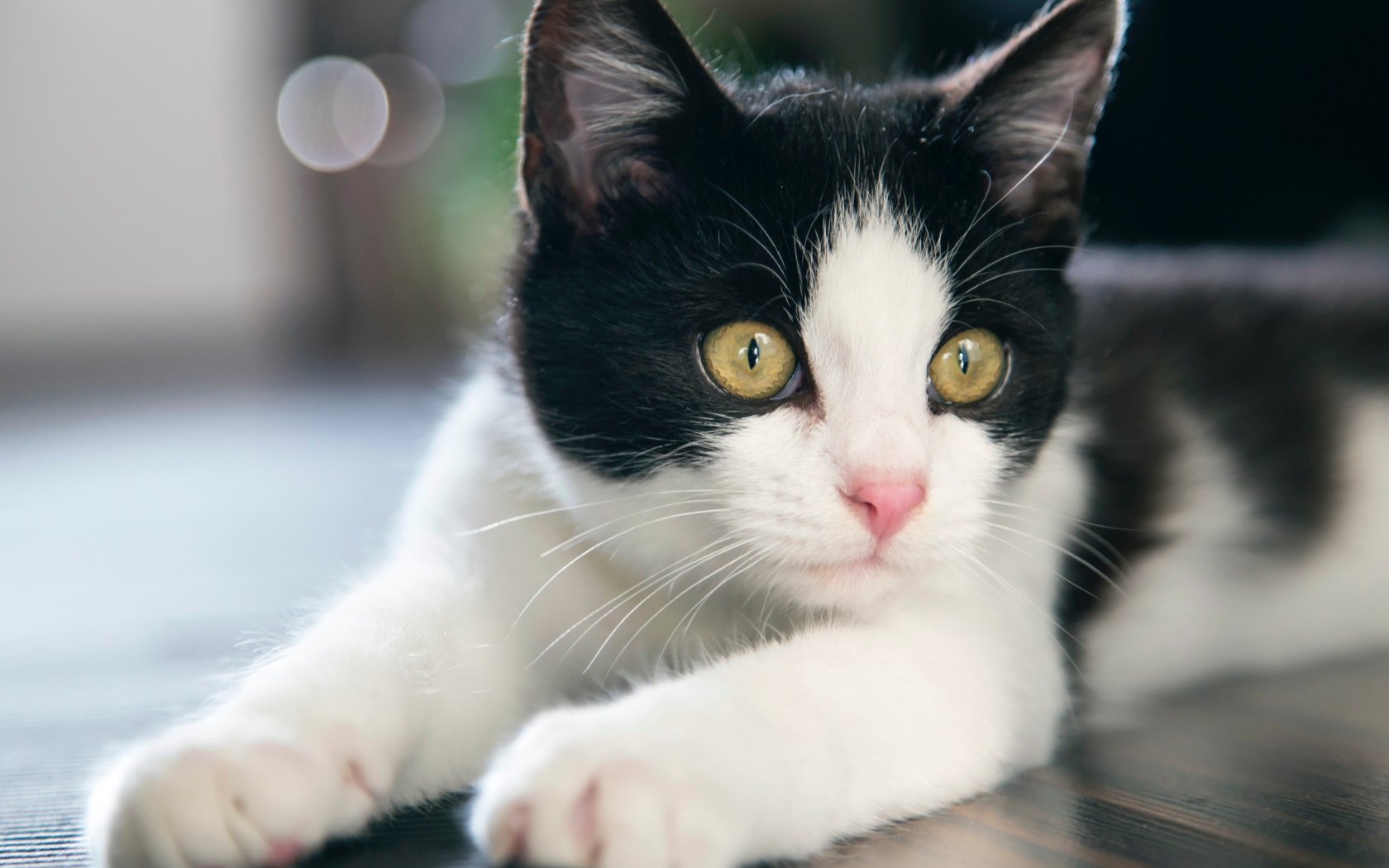 Красивый белый с черным котенок с желтыми глазами