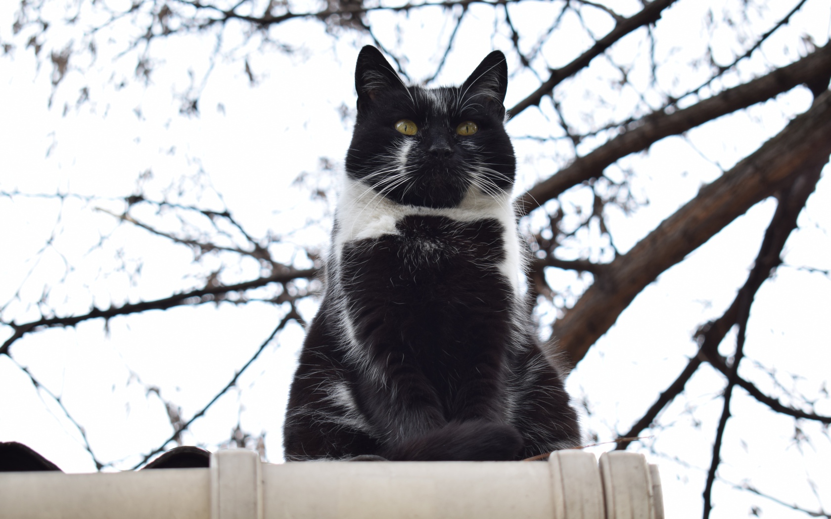 Большой черно-белый кот сидит на заборе 