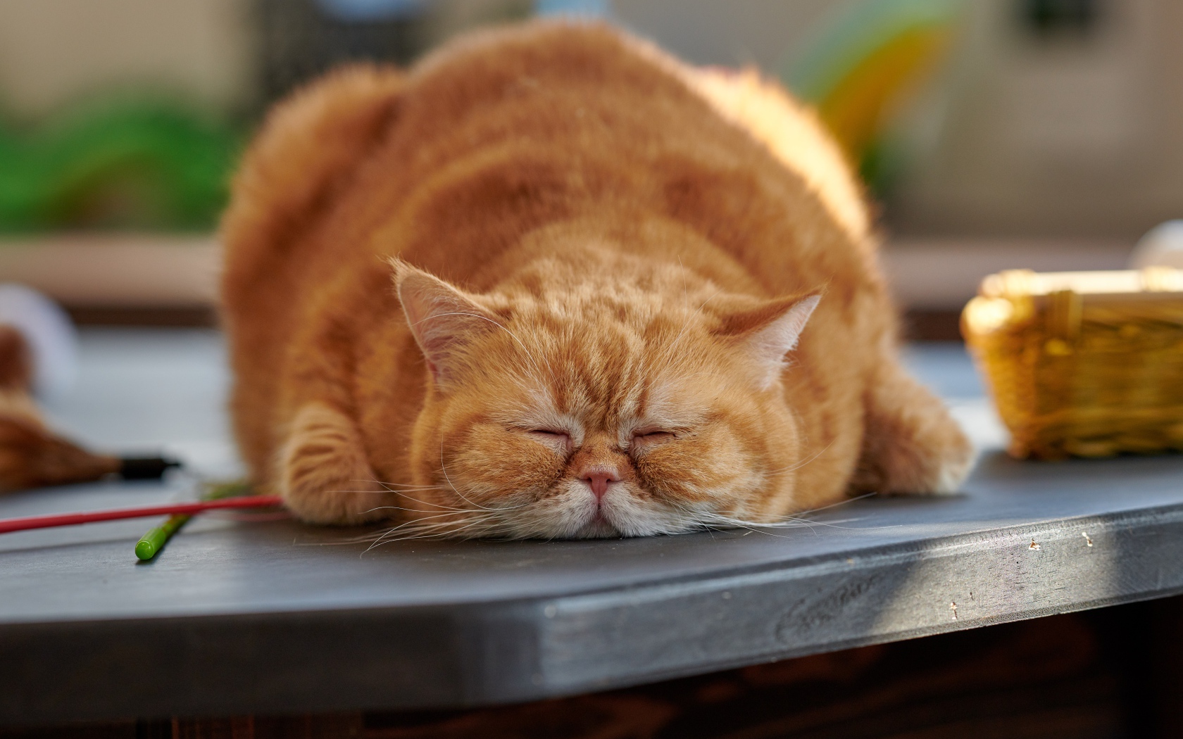 Большой породистый рыжий кот лежит на столе