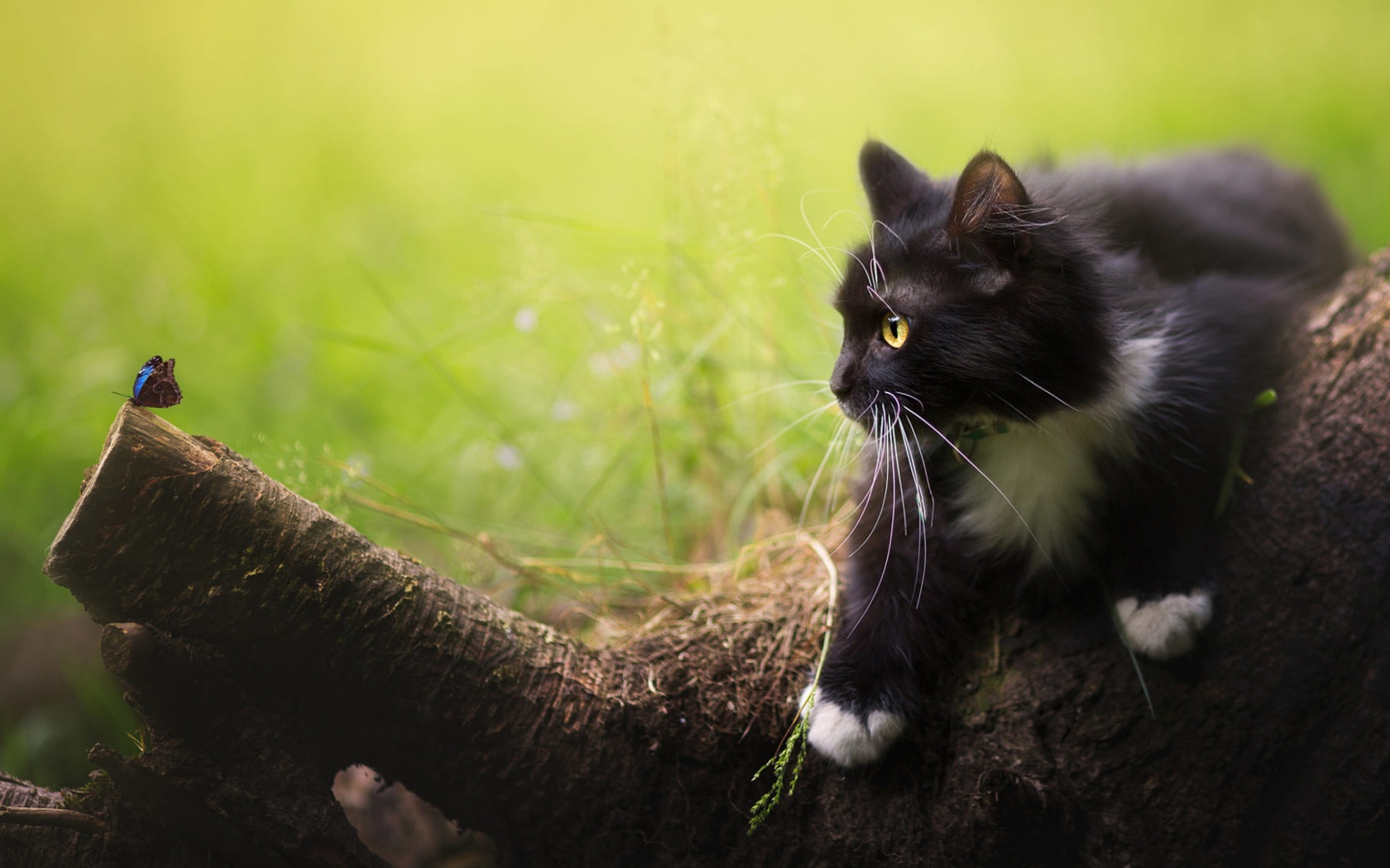 Черный котенок смотрит на бабочку на дереве 