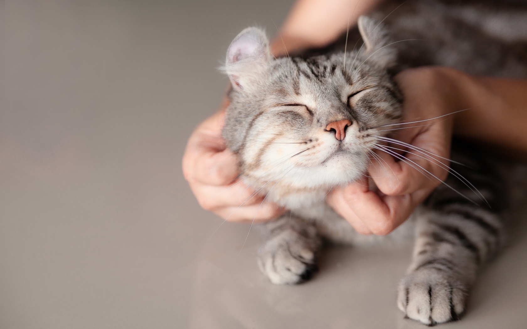 Хозяин гладит серого довольного кота